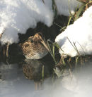 Common Snipe