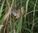 Reed Warbler feeding chicks