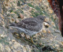 Purple Sandpiper