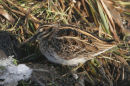Jack Snipe