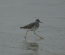 Lesser YellowLegs