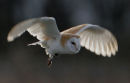 Barn Owl
