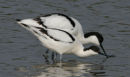 Avocet