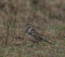 Lapland Bunting