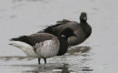 Pale-bellied-Brent Goose
