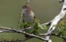 Nightingale