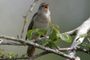 Nightingale