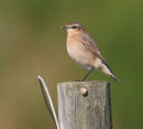 Wheatear