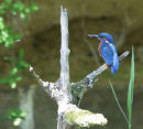Kingfisher