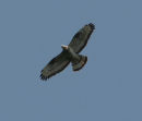 Honey Buzzard