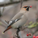 Waxwing