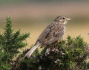 Corn Bunting