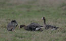 White- fronted Geese