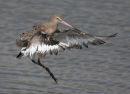 Black-tailed Godwit