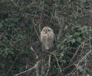 Short-eared Owl