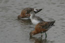Spotted Redshank <br>
with Black-tailed Godwit