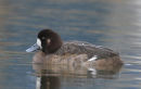 Scaup
