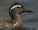 Garganey