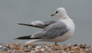 Common Gull