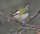 Firecrest