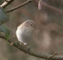 Siberian Chiffchaff