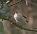 Siberian Chiffchaff
