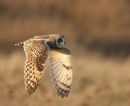 Short eared-Owl
