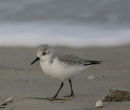 Sanderling