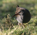 Water Rail