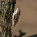 Treecreeper
