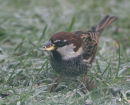 Spanish Sparrow