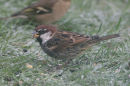 Spanish Sparrow