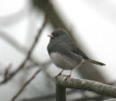 Dark-eyed Junco