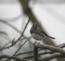 Dark-eyed Junco