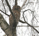 Tawny Owl