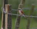 Red-backed Shrike