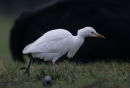 Cattle Egret