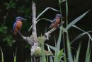Kingfisher