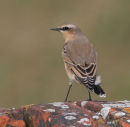 Wheatear