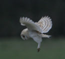 Barn Owl