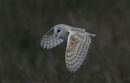 Barn Owl