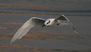 Sandwich Tern