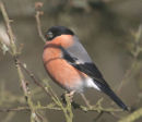 Bullfinch