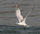 Sandwich Tern