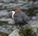 Dipper