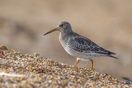 Purple Sandpiper