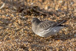 Purple Sandpiper