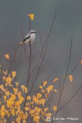 Great grey Shrike