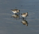 Curlew Sandpipers