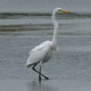 Great White Egret